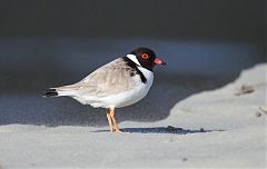 Hooded Plover